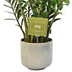 Zamia Plant in Ceramic Mud Coloured Pot