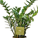 Zamia Plant in Ceramic Mud Coloured Pot