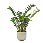 Zamia Plant in Ceramic Mud Coloured Pot