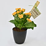 Grow With Me Kalanchoe Plant