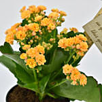 Grow With Me Kalanchoe Plant