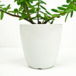 Jade In Small White Planter