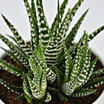 Small Haworthia in White Pot