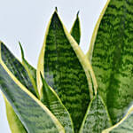 Small Sanseveria in Pot