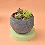 Echeveria In Designer Pot