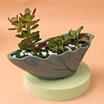 Jade With Succulent in Beautiful Ceramic Vase