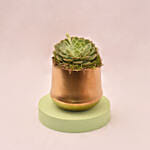 Attractive Succulent In Gloden Pot