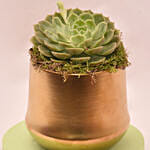 Attractive Succulent In Gloden Pot