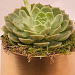 Attractive Succulent In Gloden Pot