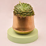 Attractive Succulent In Gloden Pot