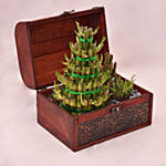 Bamboo and cactus Plant's in Tressure box