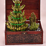 Bamboo and cactus Plant's in Tressure box