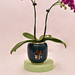 Beautiful Purple Orchid in Round Glass Vase