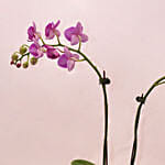 Beautiful Purple Orchid in Round Glass Vase