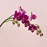 Beautiful Purple Orchid in Round Glass Vase