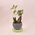 Fetching Bonsai Plant In Round Grey Ceramic Pot