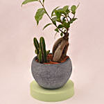 Fetching Bonsai Plant In Round Grey Ceramic Pot