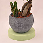 Fetching Bonsai Plant In Round Grey Ceramic Pot