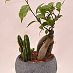 Fetching Bonsai Plant In Round Grey Ceramic Pot