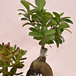 House Warming Plants in Glass Dish