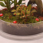 House Warming Plants in Glass Dish