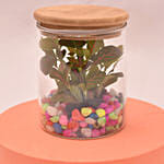 Impressive Fittonia In Glass Jar