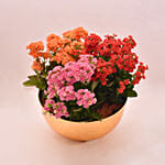 Mixed Kalanchoe Plant's in Gloden Pot