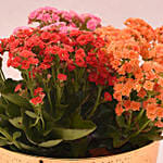 Mixed Kalanchoe Plant's in Gloden Pot