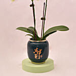 Nicely Arranged Double stem White Orchid in Green Round Pot