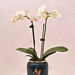 Nicely Arranged Double stem White Orchid in Green Round Pot