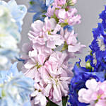 July Birthday Special Delpheniums