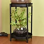 Elegant Dish Garden and Lucky Jade Plant Stand