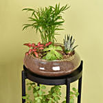 Elegant Dish Garden and Lucky Jade Plant Stand