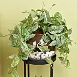 Scindapsus and Echeveria Plant Stand