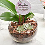 Love For Daughter Orchid Plant Arrangement