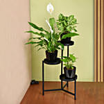 Plant Stand of Air Purifying Plants