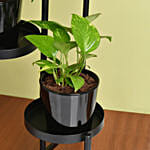 Plant Stand of Air Purifying Plants