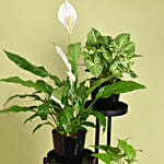 Plant Stand of Air Purifying Plants