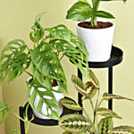 Reduce Noise And Air Pollution Plant Stand