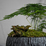 Red Fittonia and Asparagus Fern Plants