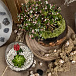 Afra Jade Bonsai with Plant Beauty Dish