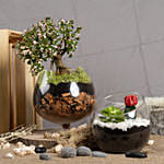 Afra Jade Bonsai with Plant Beauty Dish