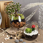 Afra Jade Bonsai with Plant Beauty Dish