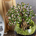 Afra Jade Flowering Bonsai Plant