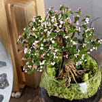 Afra Jade Flowering Bonsai Plant