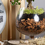 Afra Jade Flowering Bonsai Plant