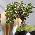 Afra Jade Flowering Bonsai Plant