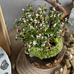 Afra Jade Flowering Bonsai Plant