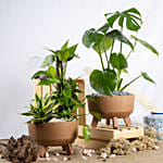 Air Purifying Plants Set