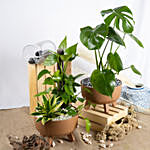 Air Purifying Plants Set